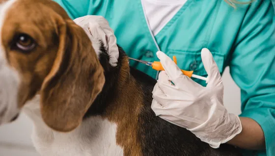 Vétérinaire qui pose une micropuce Identrac à un chiot beagle